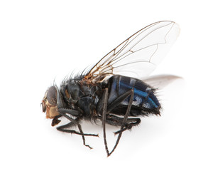 Dead Fly isolated white background.