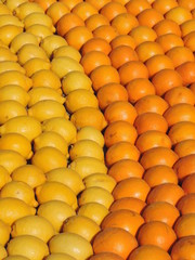 Fototapeta premium Fête du Citron
