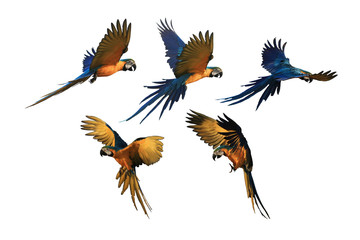 Various macaw parrots, flying white background.