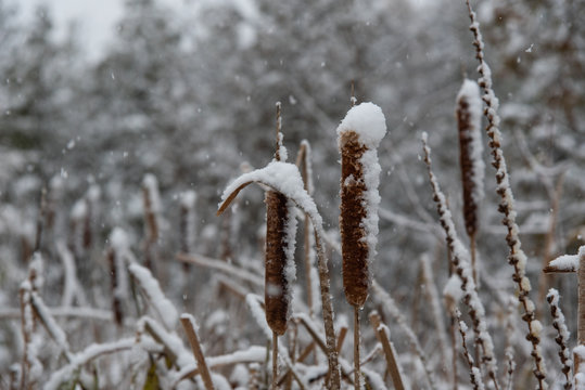 Cattails (Typha) in the snow  - Powered by Adobe