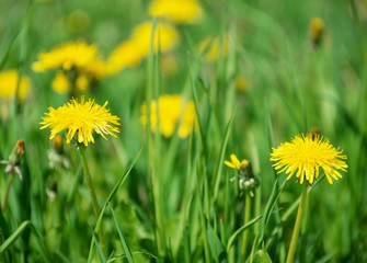 Dandelions in the meadow.