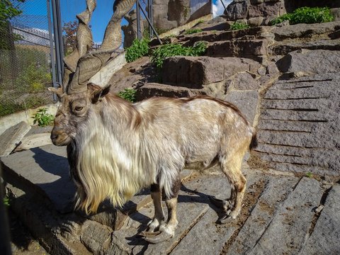 Portrait of a horned goat or markhor (Capra falconeri heptneri). The horns twisted by a spiral do it especially unique