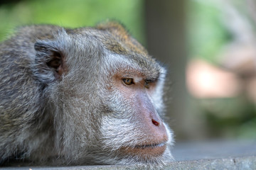 Monkey family in forest, Ubud, island Bali, Indonesia. Close up