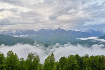 Green forest on the background of high snowy mountains.