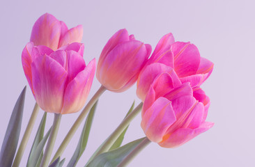 Fototapeta premium Pink tulip on background.