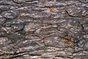 tree bark of a pine tree