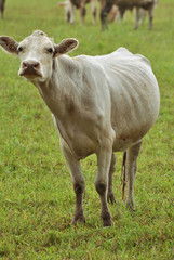 Naklejka na ściany i meble cow in the pasture