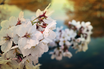 桜1