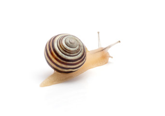 snail on a white background. macro