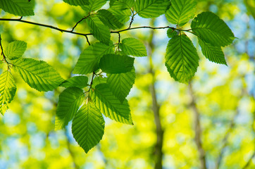 Green leaves background