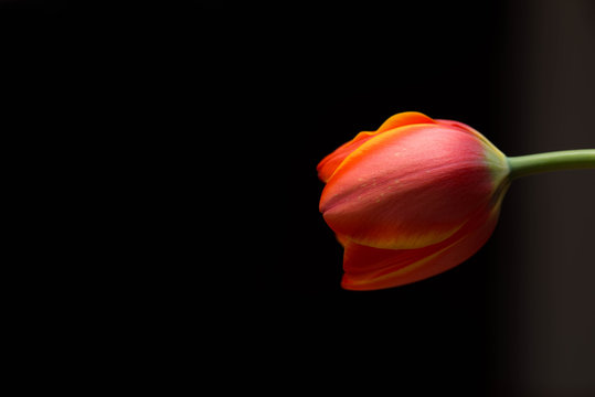 Orange closed petals tulip close up macro shot on dark background, copy space.