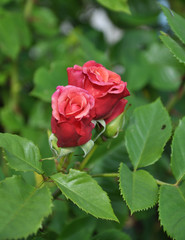 Kletterrose im Garten