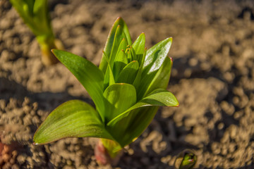 lily flower sprout