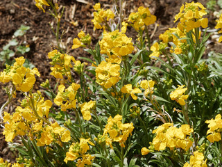 Obraz premium Erysimum cheiri - La giroflée jaune des murailles, une fleur printanière d'ornement des jardins