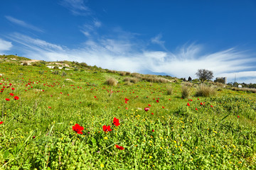 Red poppies on a green field against a blue sky