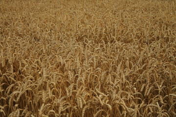 wkeat field