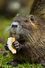 Biberratte (Myocastor coypus)