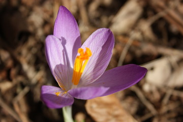 first fruits of flowers. spring is coming. here the first plants of March bloom, the good season...