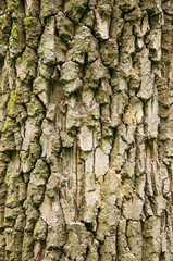 Tree bark