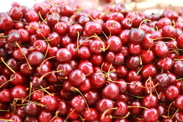 Ripe burgundy cherry berries with cuttings are a large heap