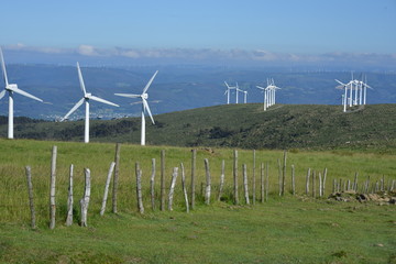 wind turbines in the field