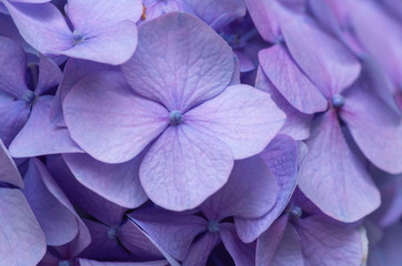 Pink Hydrangea background. Hortensia flowers surface.