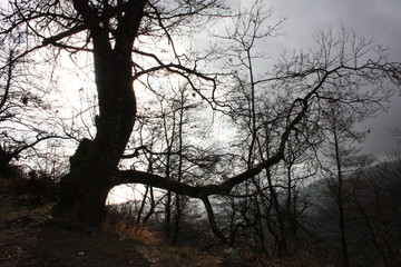 distressing and fairy-tale dark tree trunks. gloomy and hostile environment, wild. inhospitable nature