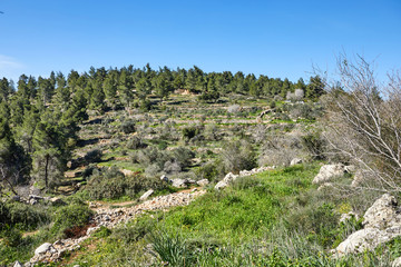 Fototapeta na wymiar Forest of Sataf west of Jerusalem Israel. A beautiful area of hiking and enjoying the nature. 