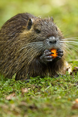 Biberratte (Myocastor coypus)