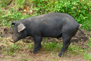  image of a Galician Celtic pig
