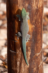 Querstreifen-Taggecko