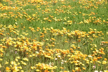 Dimorphotheca flower garden / Matsuzaki town Shizuoka Japan