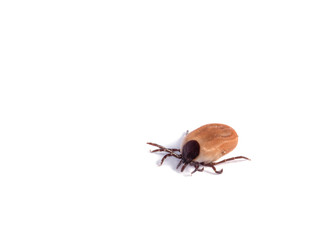 Disease-carrier ticks isolated on white