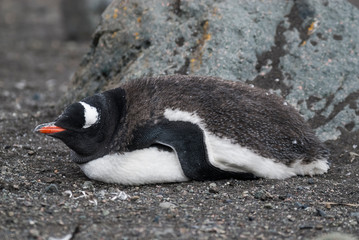 Naklejka premium Gentoo Penguin,Hannah Point, Antartica