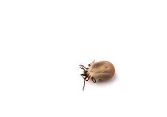 Dead tick on white background.