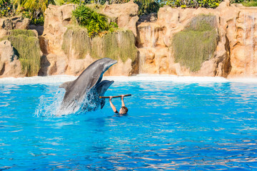Zookeeper practicing with dolphins tricks in large pool.