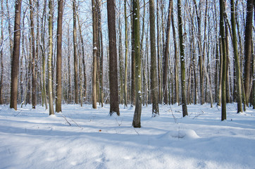 Forest in winter time