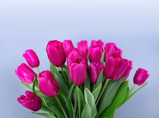 Bouquet of pink tulips on a blue background.