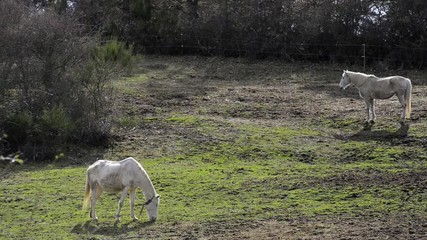 deux juments dans le pré