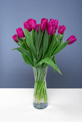 Bouquet of pink tulips on a blue background.