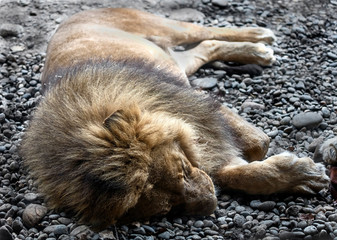 Sleeping lion male. Latin name - Panthera leo
