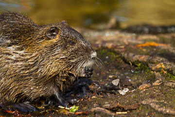 Biberratte (Myocastor coypus)
