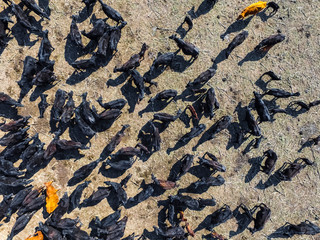 Cows aerial view, Buenos Aires,Argentina