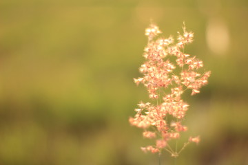 Blur grass flower sunrise for background in the morning. 