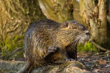 Biberratte (Myocastor coypus)