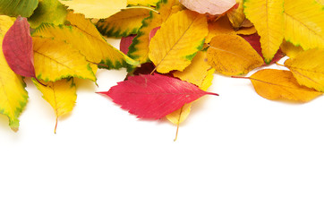 Group of colorful autumn leaves isolated on white background
