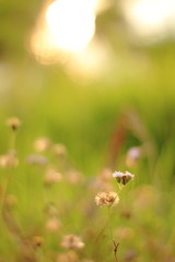 Blur grass flower sunrise for background in the morning. 