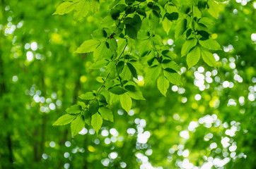 Fototapeta na wymiar Green leaves over abstract background