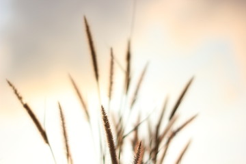 Fototapeta premium Blur grass flower sunrise for background in the morning,Vintage style.