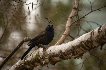 Common Grackle 